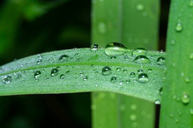 Yabani çimen yüzeyinde çiy damlaları.