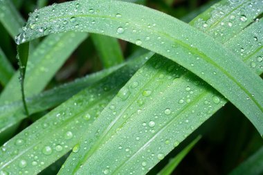 Yabani çimen yüzeyinde çiy damlaları.