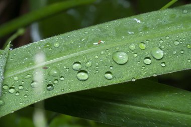 Yabani çimen yüzeyinde çiy damlaları.