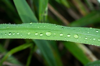 Yabani çimen yüzeyinde çiy damlaları.