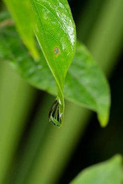 Yabani çimen yüzeyinde çiy damlaları.