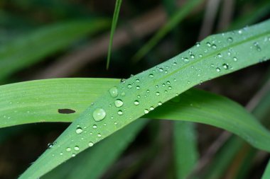 Yabani çimen yüzeyinde çiy damlaları.