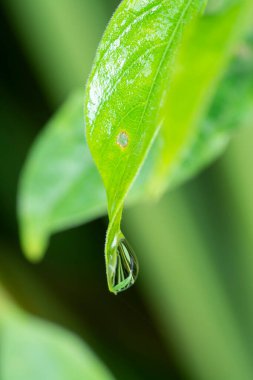 Yabani çimen yüzeyinde çiy damlaları.