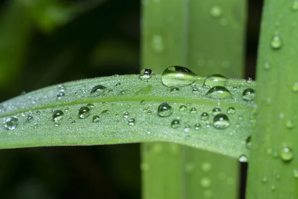 Dew Droplets Wild Grass Surface — Stock Photo, Image