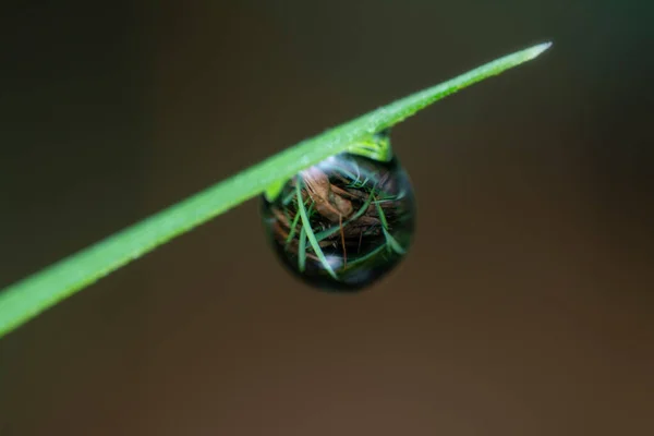 Gotas Orvalho Superfície Grama Selvagem — Fotografia de Stock