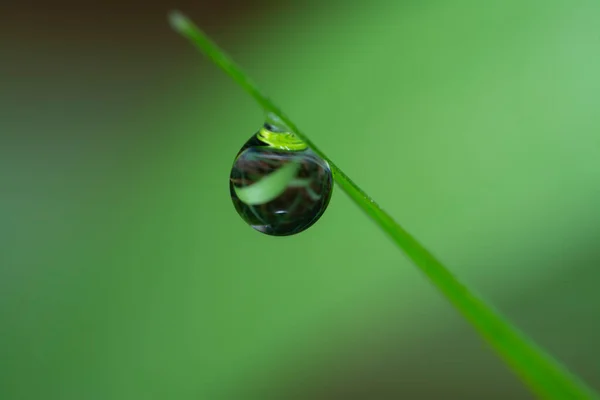 Gotas Orvalho Superfície Grama Selvagem — Fotografia de Stock