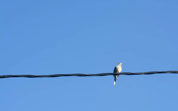Güvercin Kablo Hattına Tünedi — Stok fotoğraf