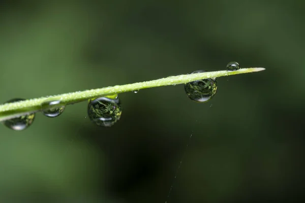 Gotas Orvalho Superfície Grama Selvagem — Fotografia de Stock