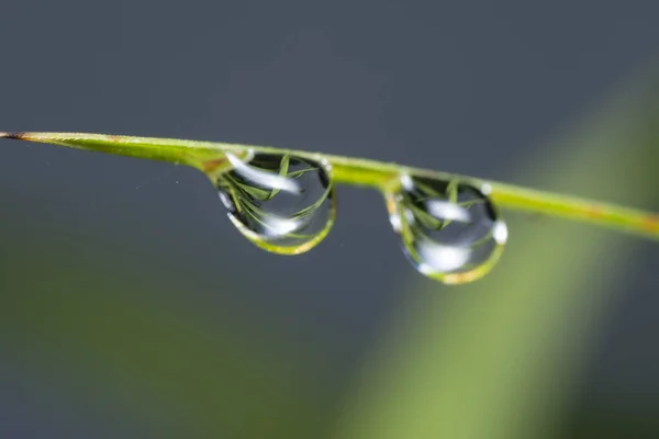 Gotas Orvalho Superfície Grama Selvagem — Fotografia de Stock