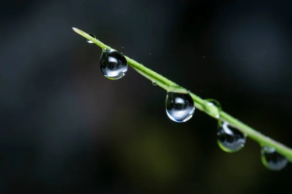 Gotas Orvalho Superfície Grama Selvagem — Fotografia de Stock