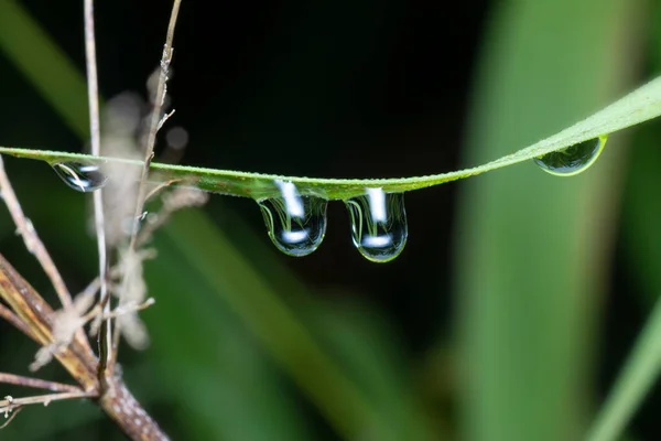 Gotas Orvalho Superfície Grama Selvagem — Fotografia de Stock