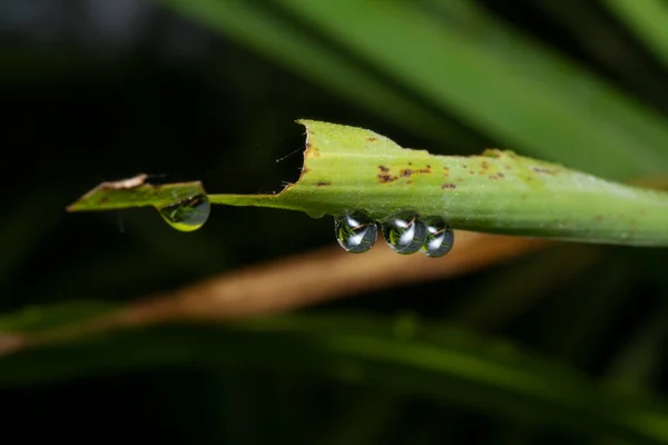 Gouttelettes Rosée Sur Surface Herbe Sauvage — Photo