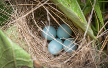 Asya 'nın parlak sığırcık yumurtalarının yakın çekimi.