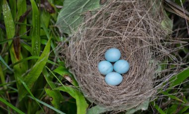 Asya 'nın parlak sığırcık yumurtalarının yakın çekimi.