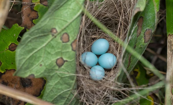 Close Shot Asian Glossy Starling Eggs — Stock Photo, Image