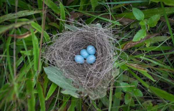 Gros Plan Asiatique Brillant Étourneau Oeufs — Photo