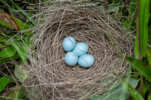 Close Shot Asian Glossy Starling Eggs — Stock Photo, Image