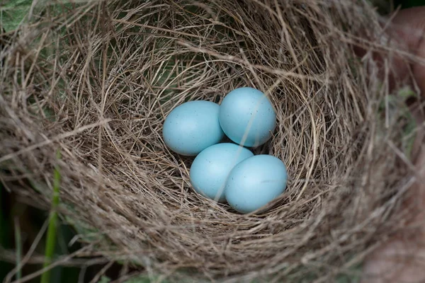 Närbild Asiatiska Glansiga Stjärnägg — Stockfoto