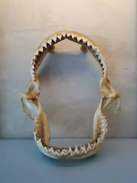 Exposição Esqueleto Ósseo Mandíbula Morta Tubarão — Fotografia de Stock