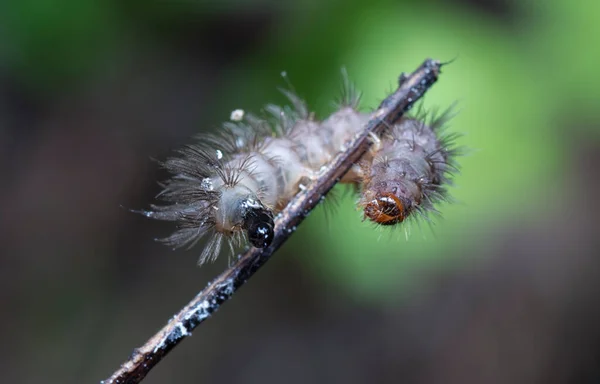 Tussock Güvesi Tırtılının Ilk Aşaması — Stok fotoğraf