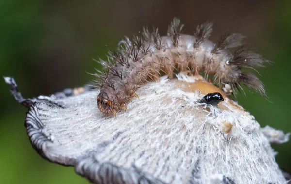 Fase Inicial Lagarta Traça Tussock — Fotografia de Stock