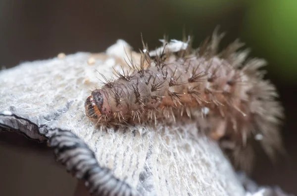 Early Stage Tussock Moth Caterpillar — Stock Photo, Image