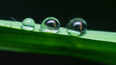 Yabani çimen yüzeyinde çiy damlaları.