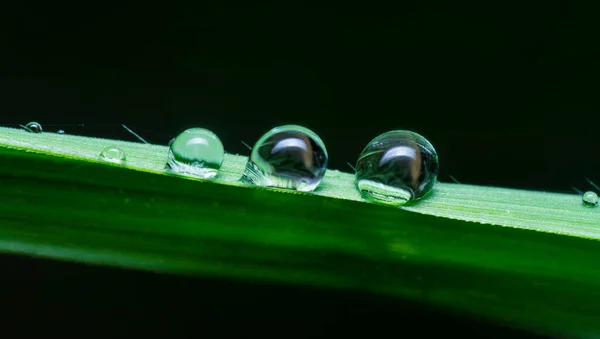 Dew Droplets Wild Grass Surface — Stock Photo, Image