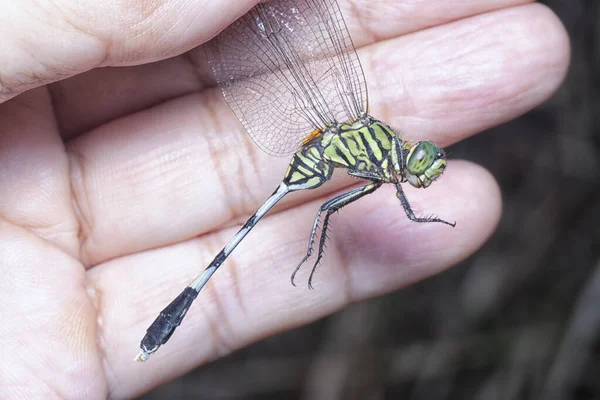 Close Shot Green Marsh Hawk Dragonfly — Stock Photo, Image