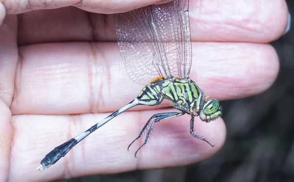 Close Shot Green Marsh Hawk Dragonfly — Stock Photo, Image