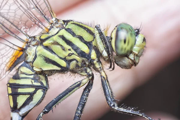Close Shot Green Marsh Hawk Dragonfly — Stock Photo, Image