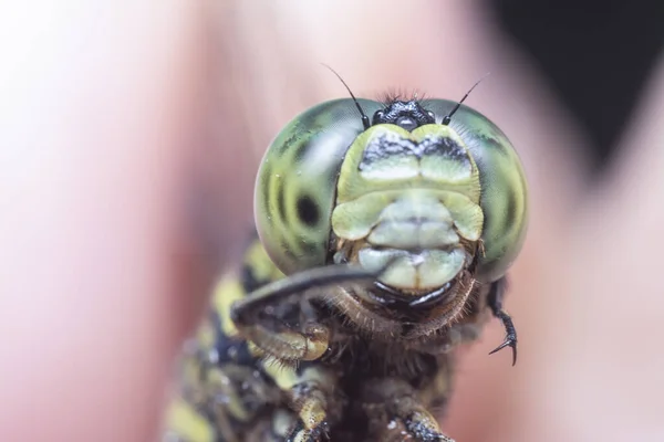 Zblízka Záběr Zelené Bažiny Jestřáb Vážky — Stock fotografie