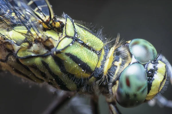 Close Shot Green Marsh Hawk Dragonfly — Stock Photo, Image