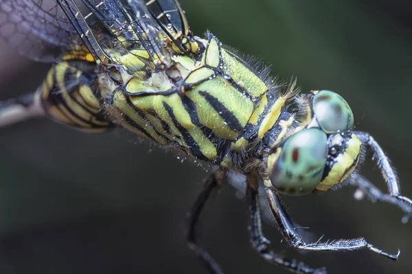 Close Shot Green Marsh Hawk Dragonfly — Stock Photo, Image