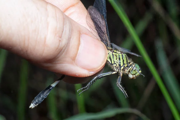 Tiro Perto Pântano Verde Falcão Libélula — Fotografia de Stock