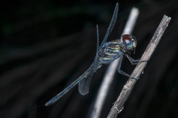 Disparo Cercano Orthetrum Cancellatum Libélula — Foto de Stock