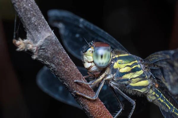 Tiro Perto Orthetrum Cancellatum Libélula — Fotografia de Stock