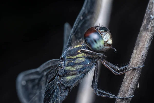 Κοντινή Λήψη Του Orthetrum Cancellatum Dragonfly — Φωτογραφία Αρχείου