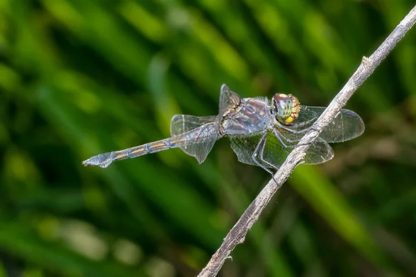 Close Shot Orthetrum Cancellatum Dragonfly — Stock Photo, Image