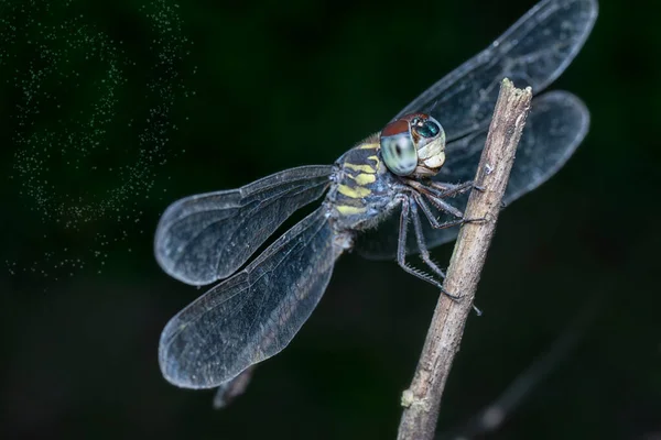Close Shot Orthetrum Cancellatum Dragonfly — Stock fotografie