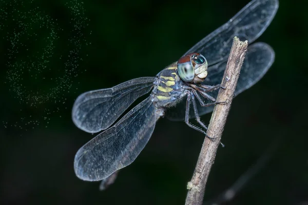 Tiro Perto Orthetrum Cancellatum Libélula — Fotografia de Stock