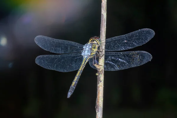 Close Shot Orthetrum Cancellatum Dragonfly — Stock Photo, Image