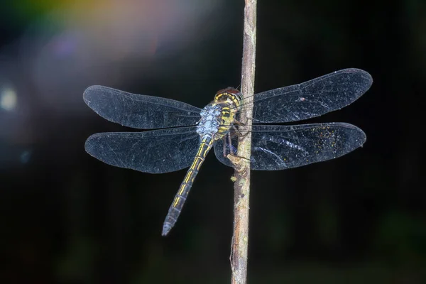 Nahaufnahme Der Orthetrum Cancellatum Libelle — Stockfoto