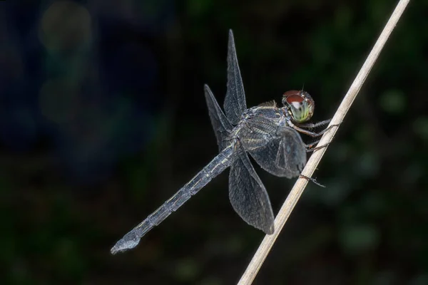 Κοντινή Λήψη Του Orthetrum Cancellatum Dragonfly — Φωτογραφία Αρχείου
