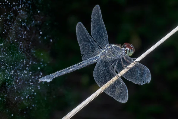 Disparo Cercano Orthetrum Cancellatum Libélula —  Fotos de Stock