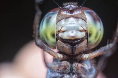 close shot of orthetrum albistylum speciosum dragonfly. clipart