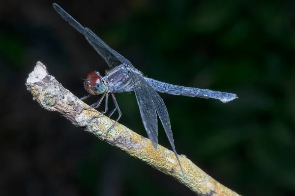 龙舌草特产蜻蜓的近景镜头 — 图库照片