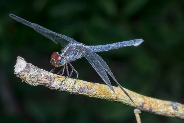 龙舌草特产蜻蜓的近景镜头 — 图库照片