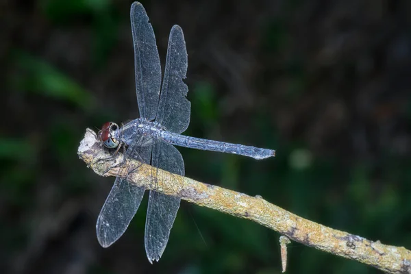 Κοντινή Λήψη Του Orthetrum Albistylum Speciosum Dragonfly — Φωτογραφία Αρχείου