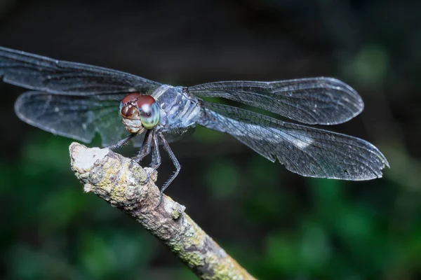 Colpo Ravvicinato Libellula Orthetrum Albistylum Speciosum — Foto Stock